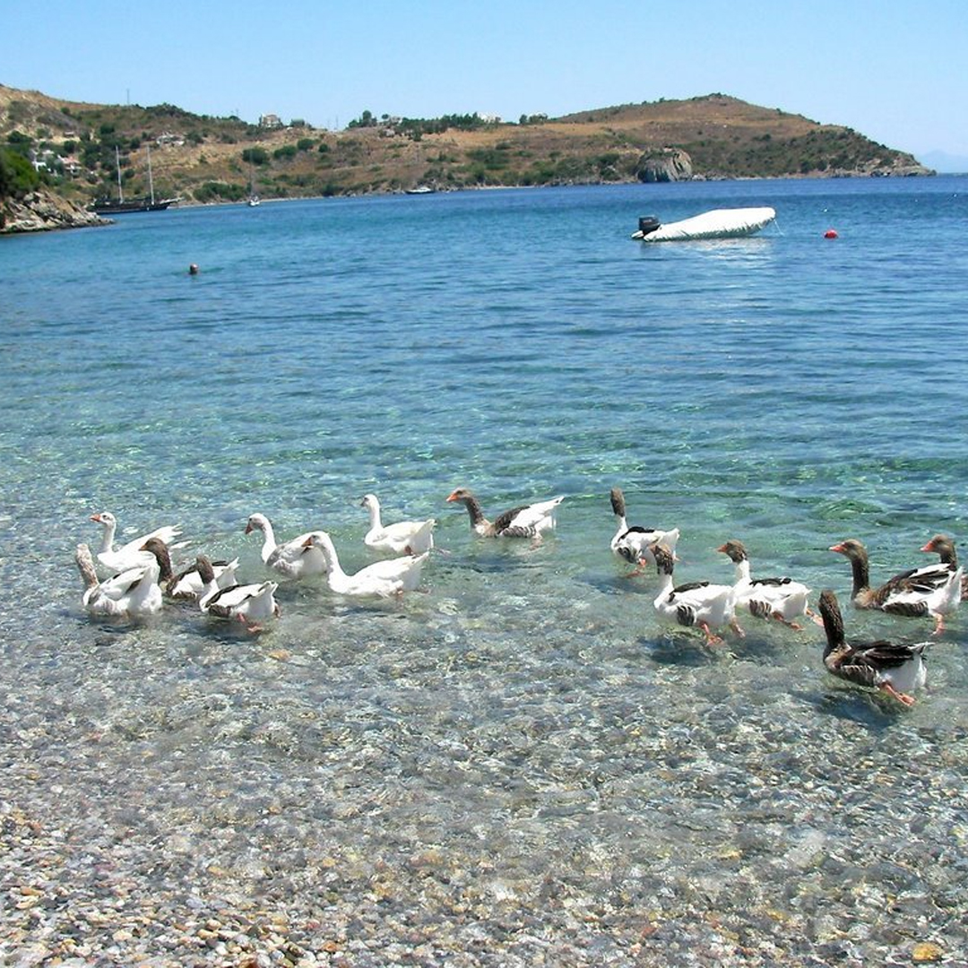 Kargı Koyu